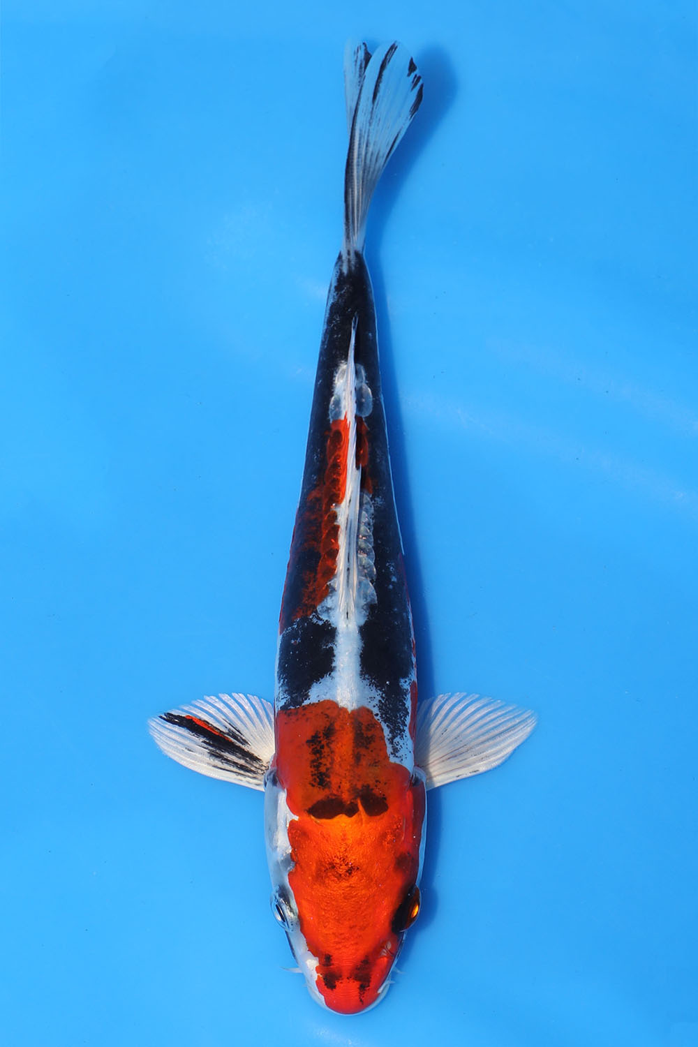 Beni Kikokuryu