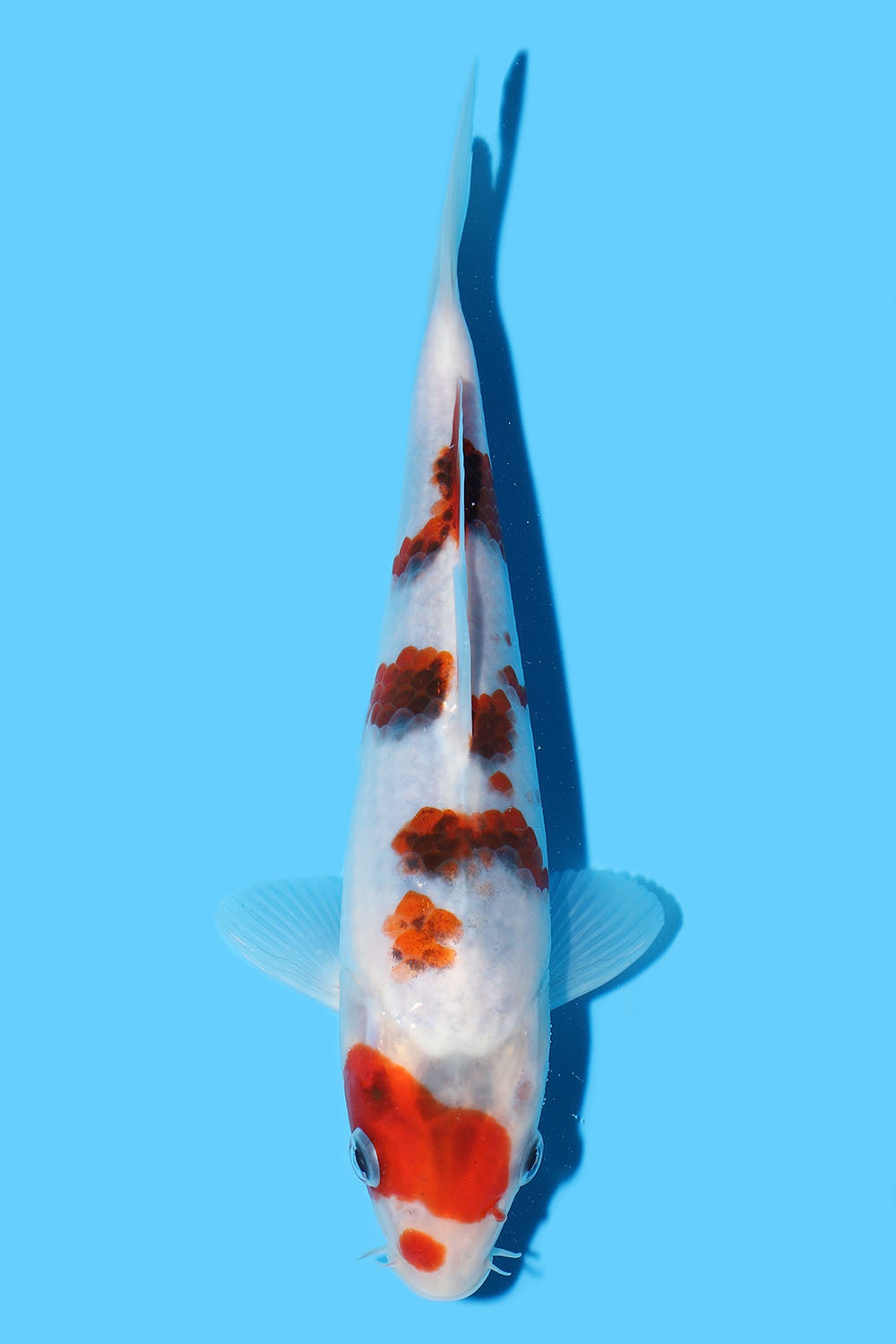 Goromo