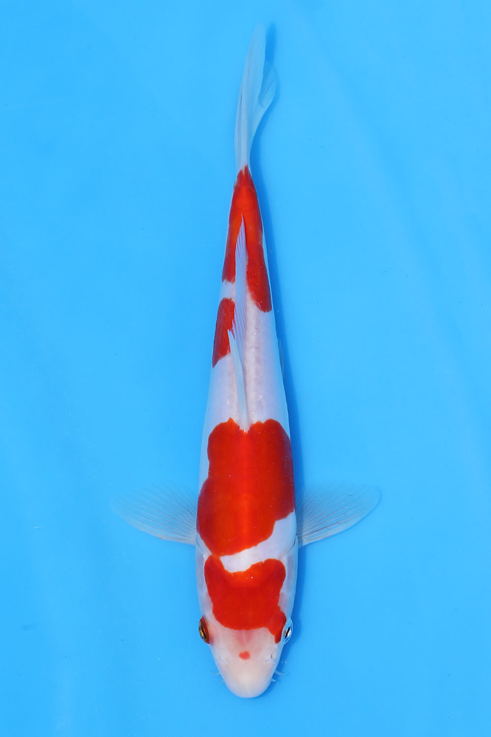 Doitsu Kohaku