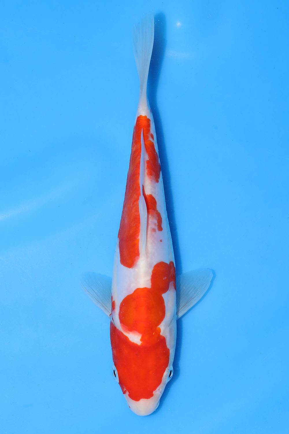 Doitsu Kohaku