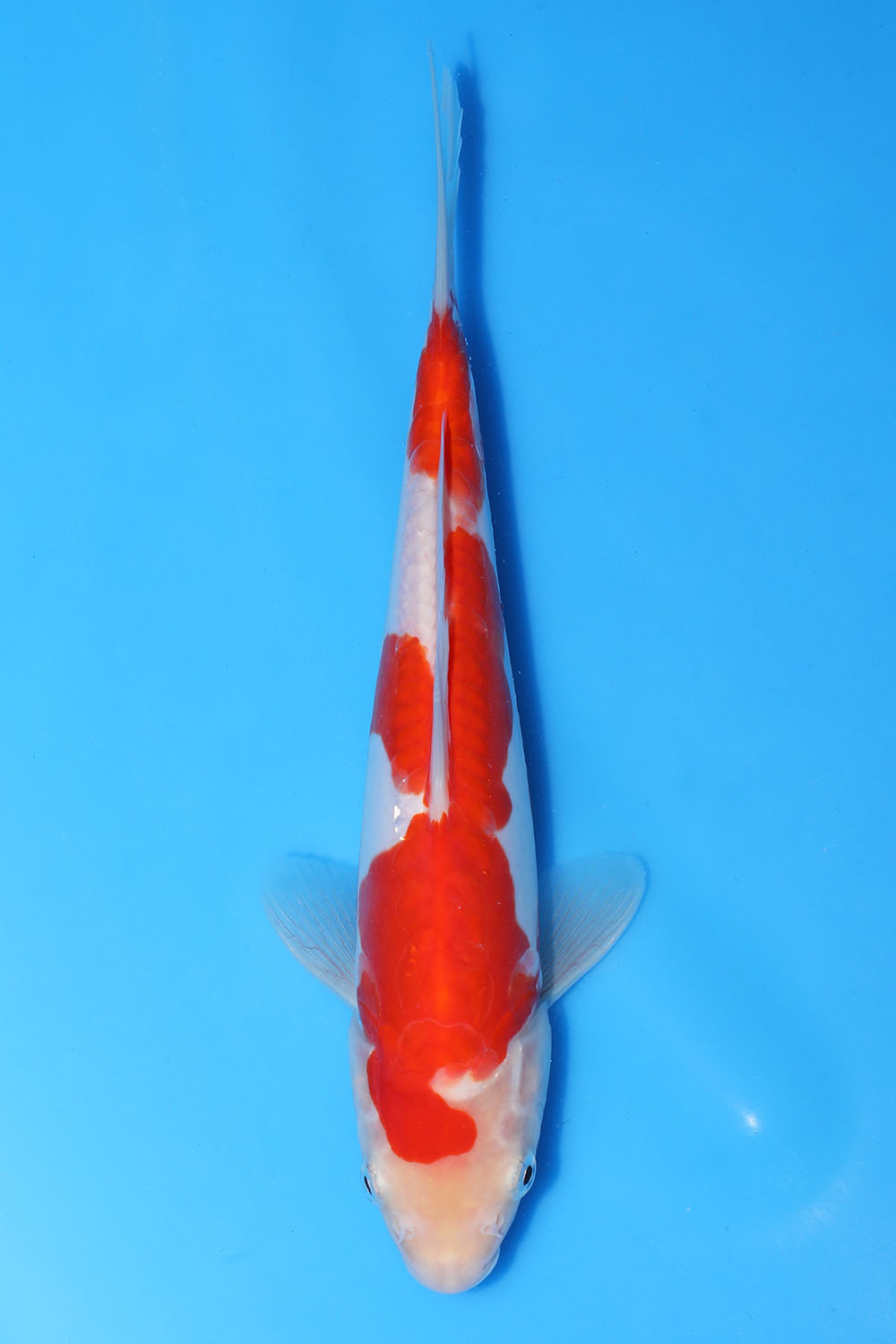 Doitsu Kohaku