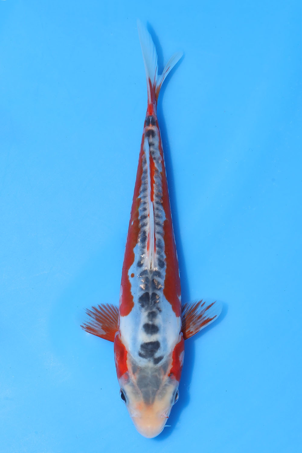 Shusui