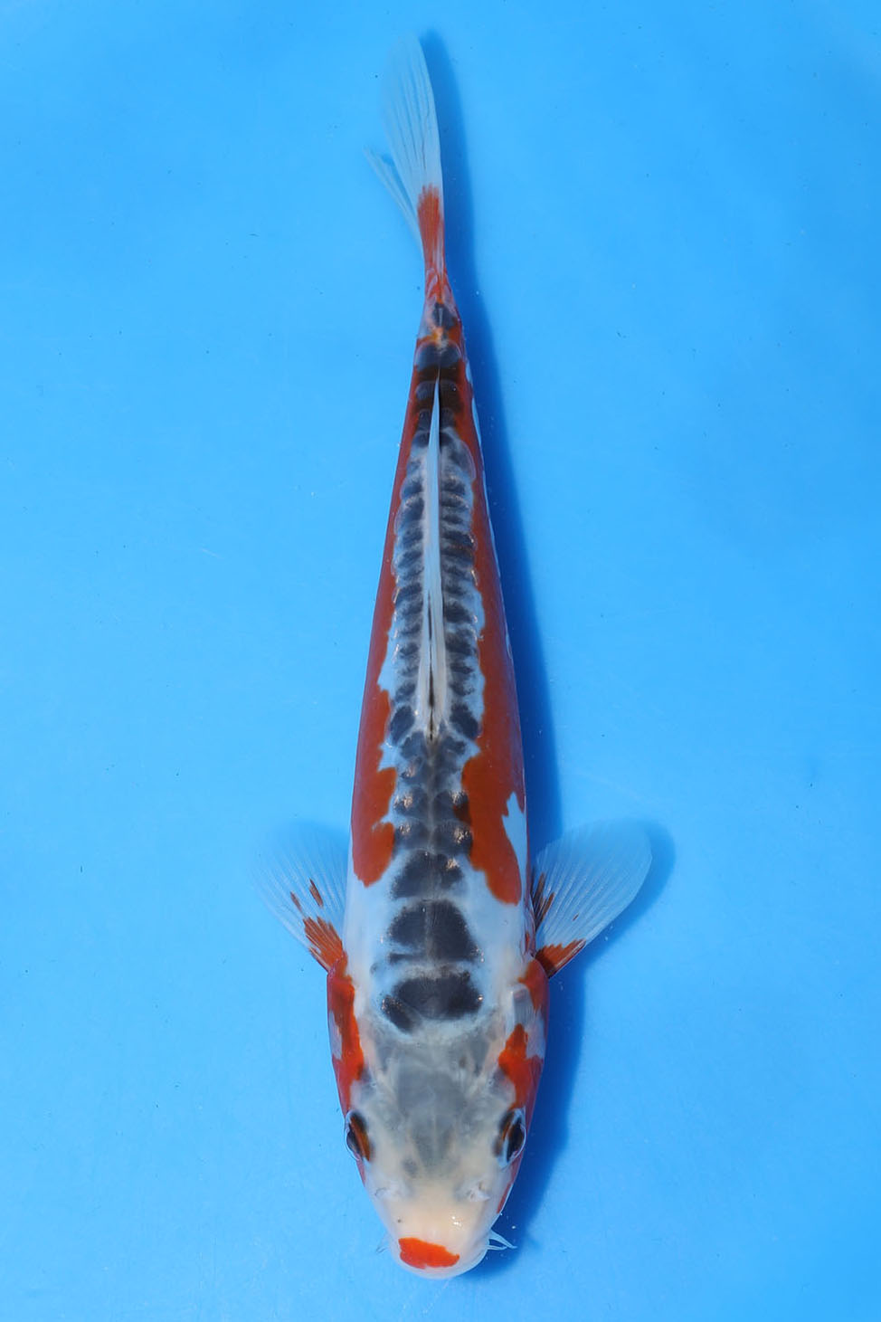Shusui