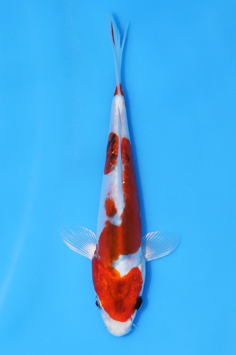 Beni Kikokuryu