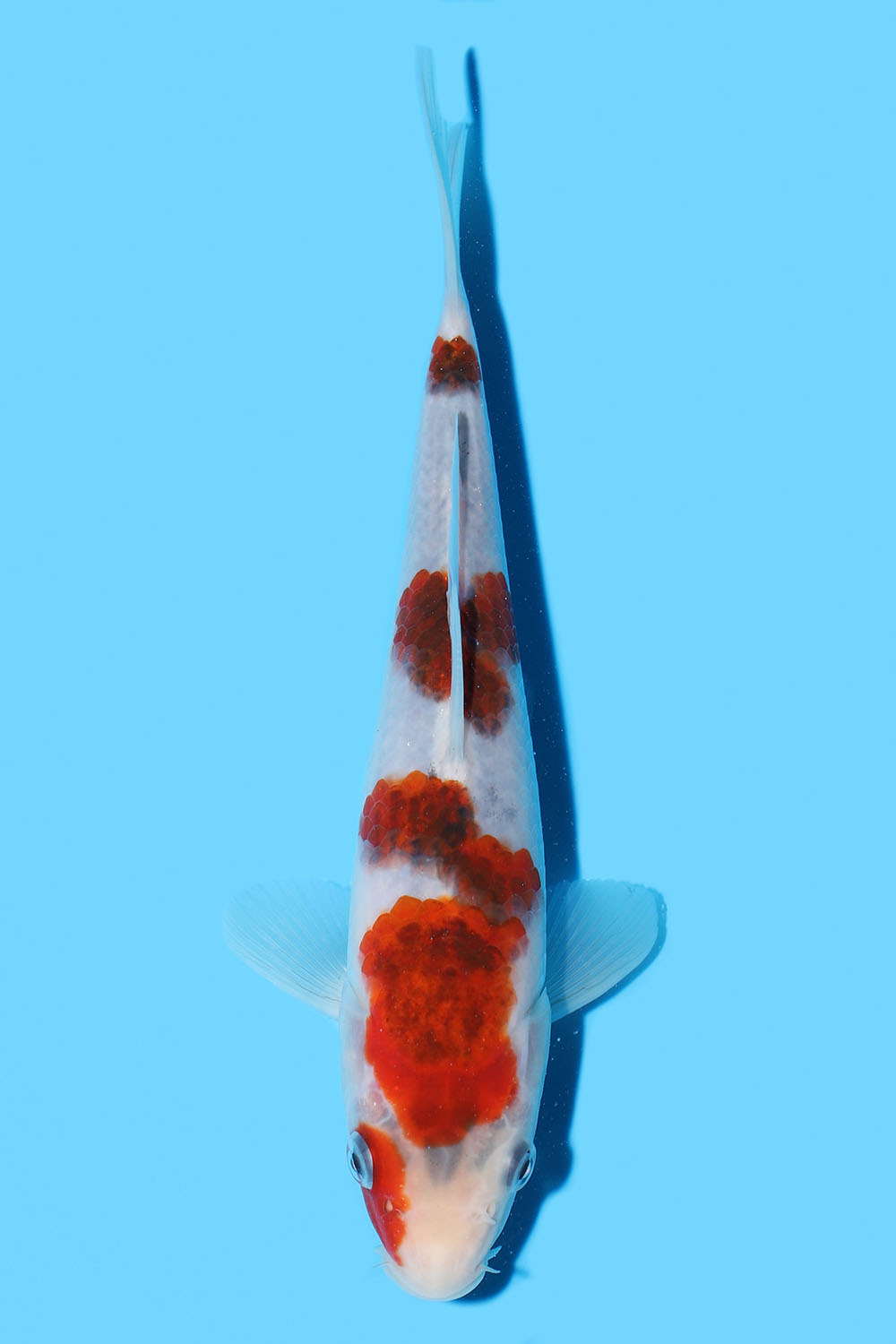 Goromo