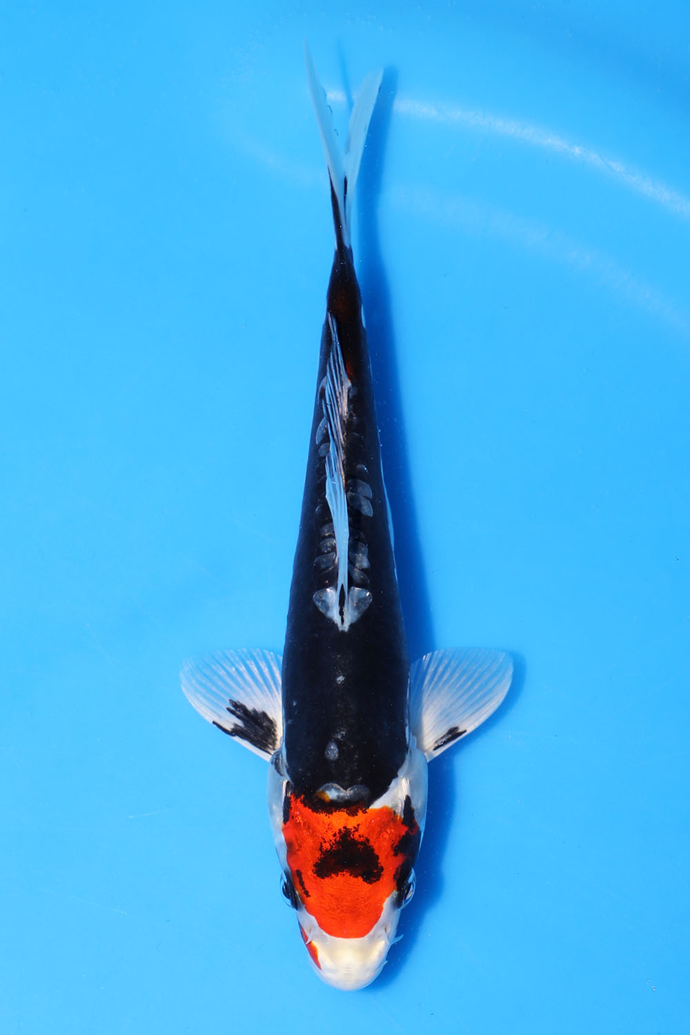 Beni Kikokuryu