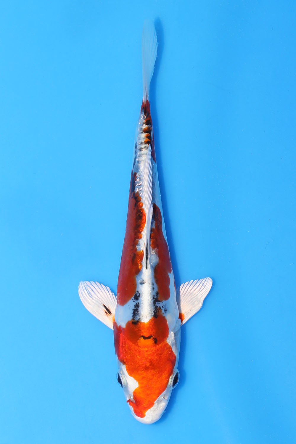 Beni Kikokuryu