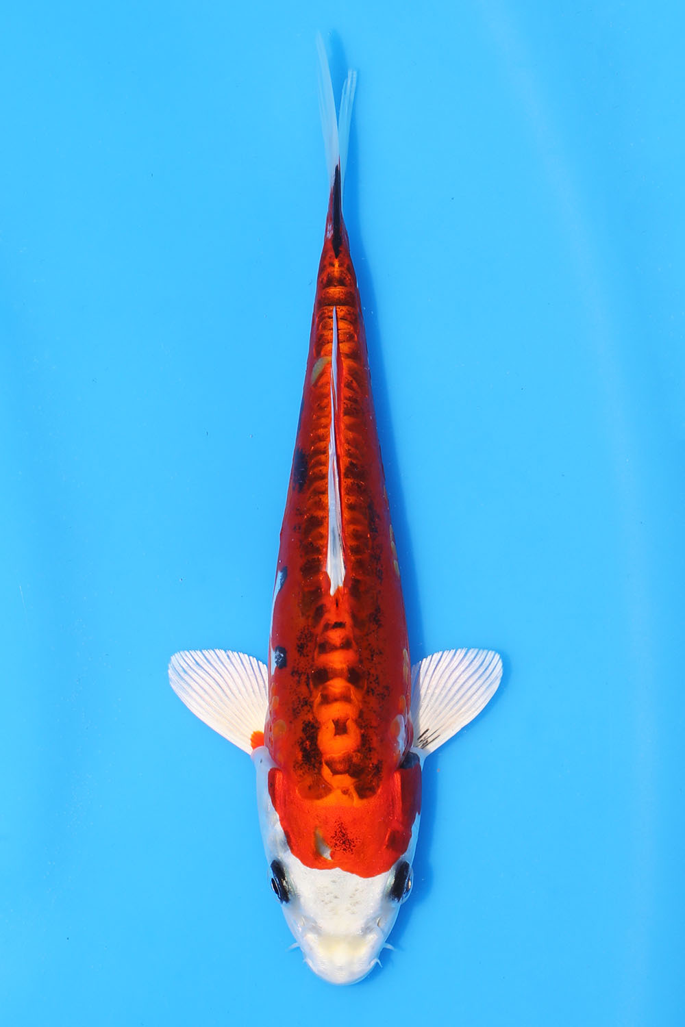 Beni Kikokuryu