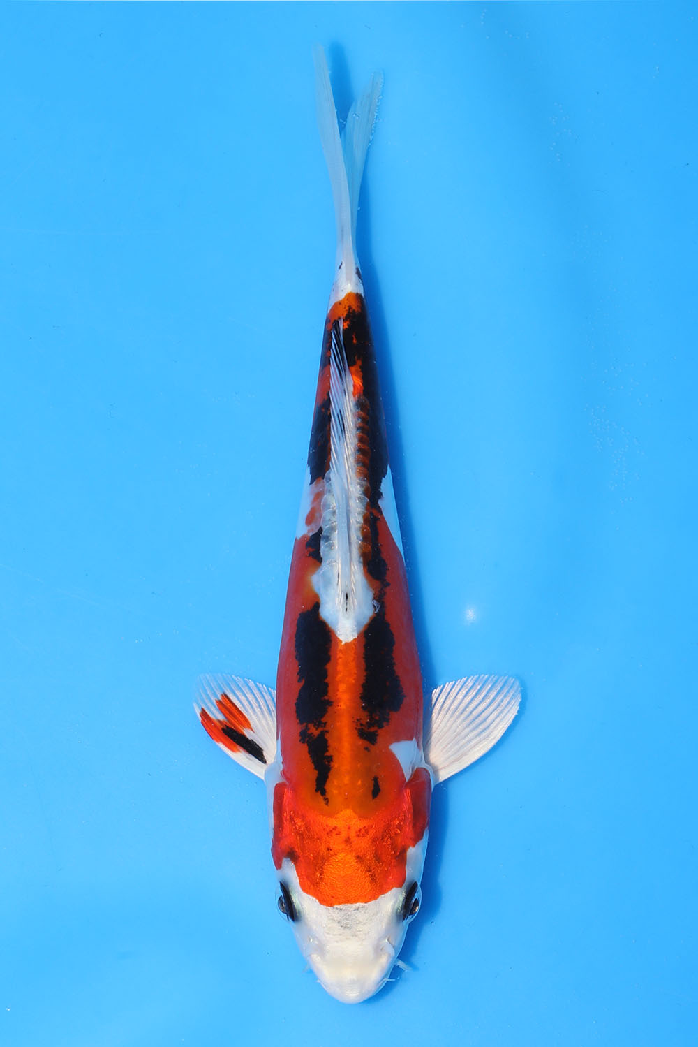 Beni Kikokuryu