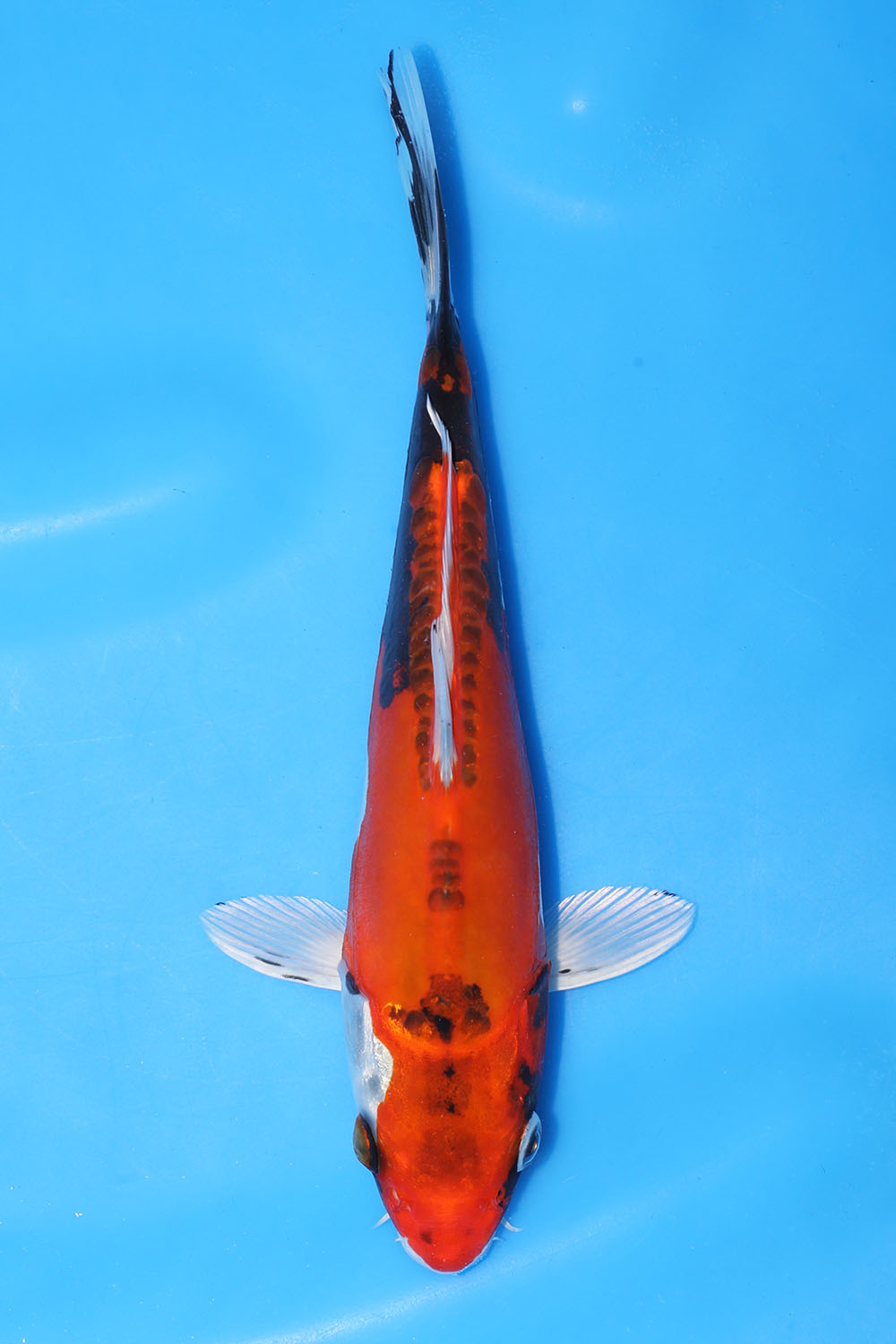 Beni Kikokuryu