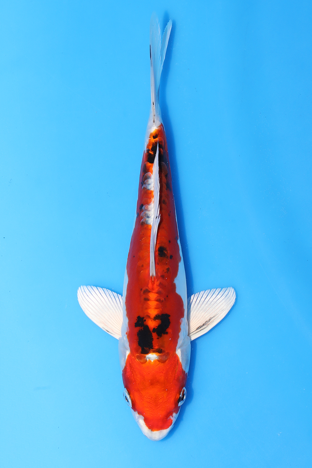Beni Kikokuryu