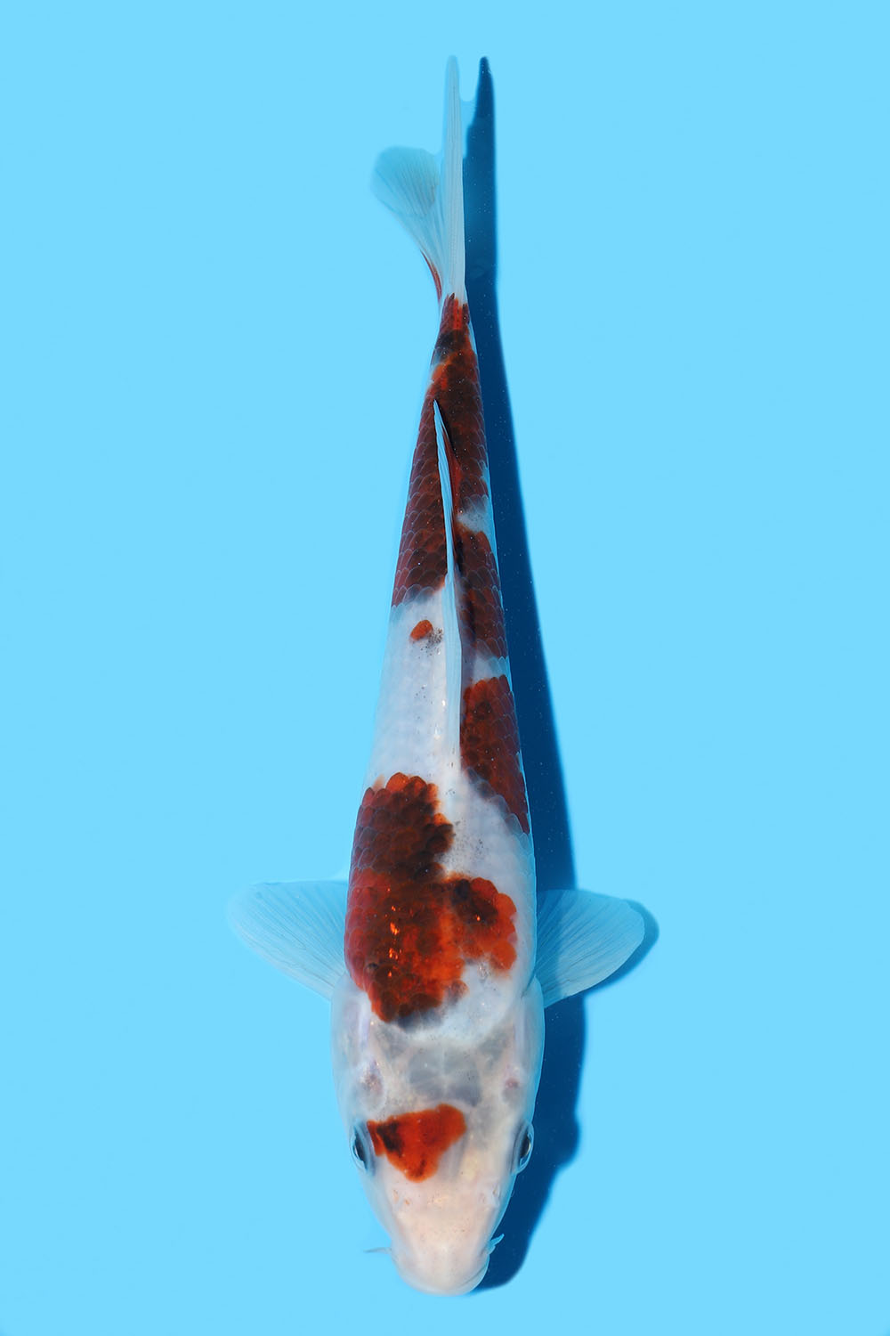 Goromo