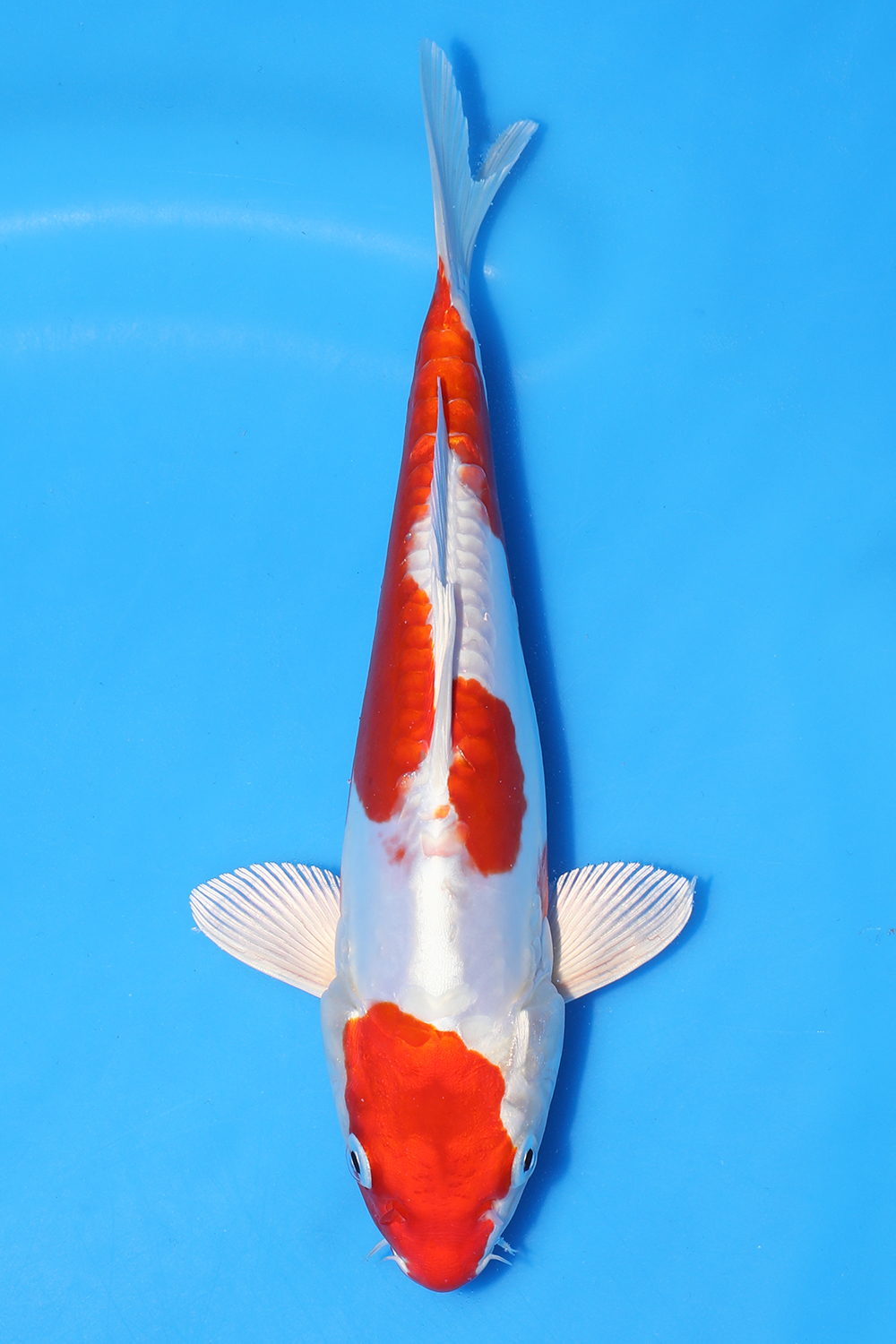 Kikusui