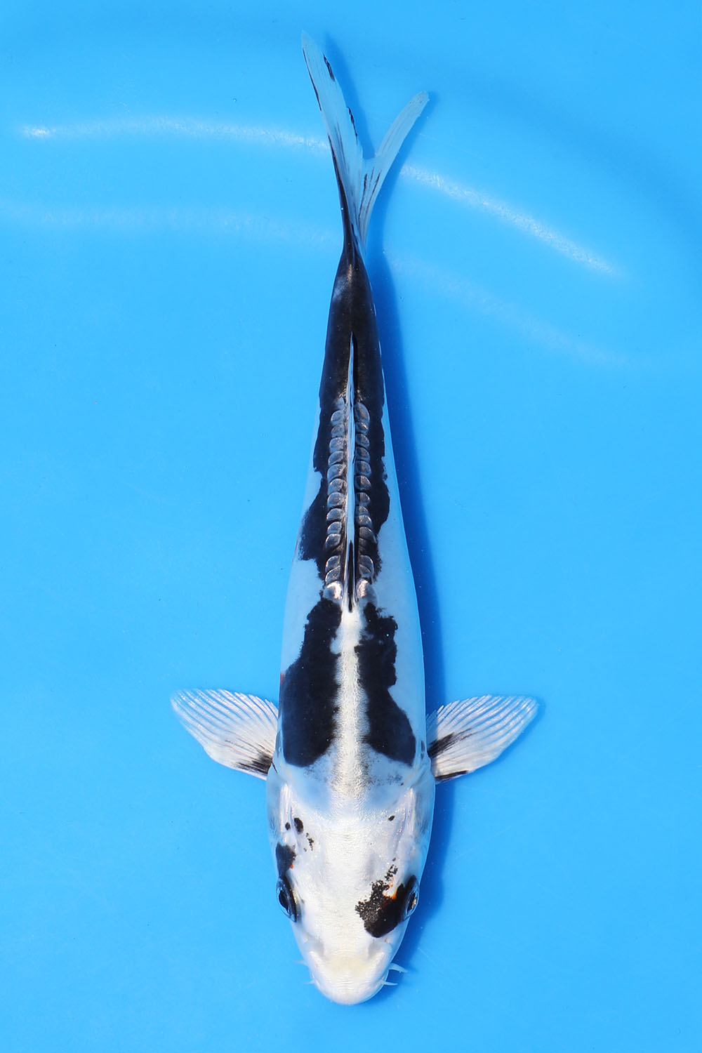 Beni Kikokuryu