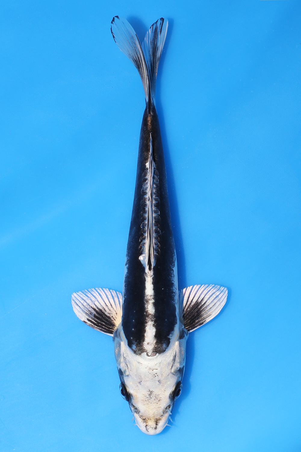Kikouryu