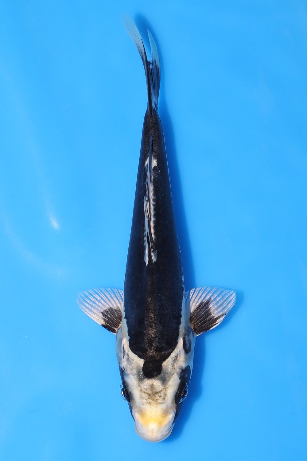Kikouryu