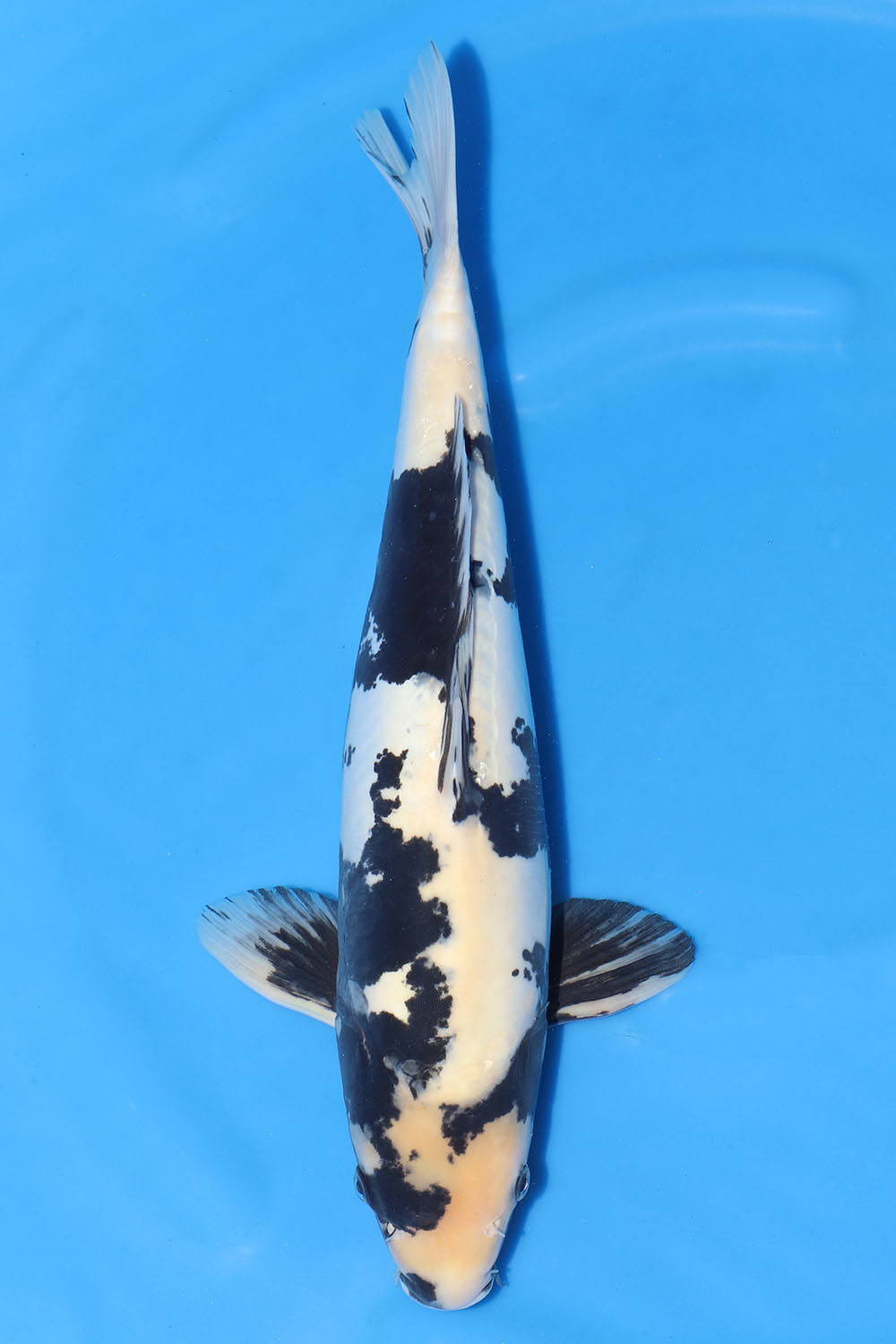 Doitsu Shiro Utsuri