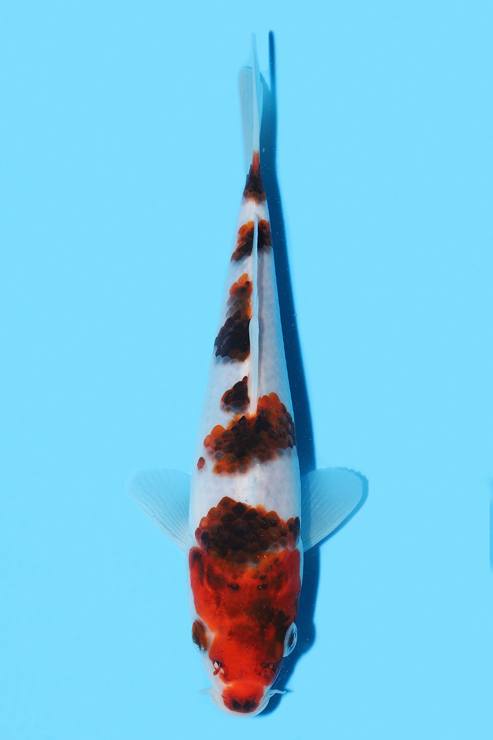 Budo Goromo