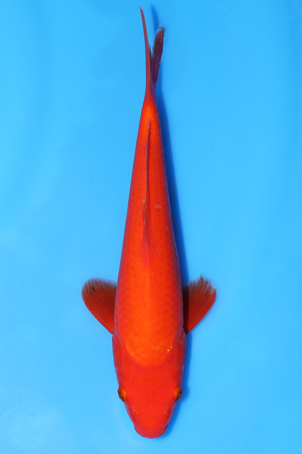 Benigoi
