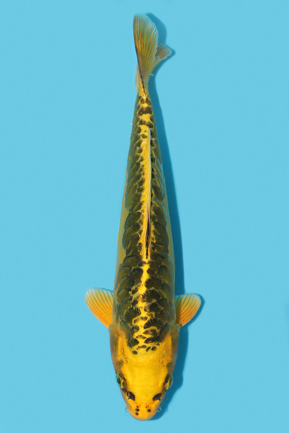 Yellow Dragon