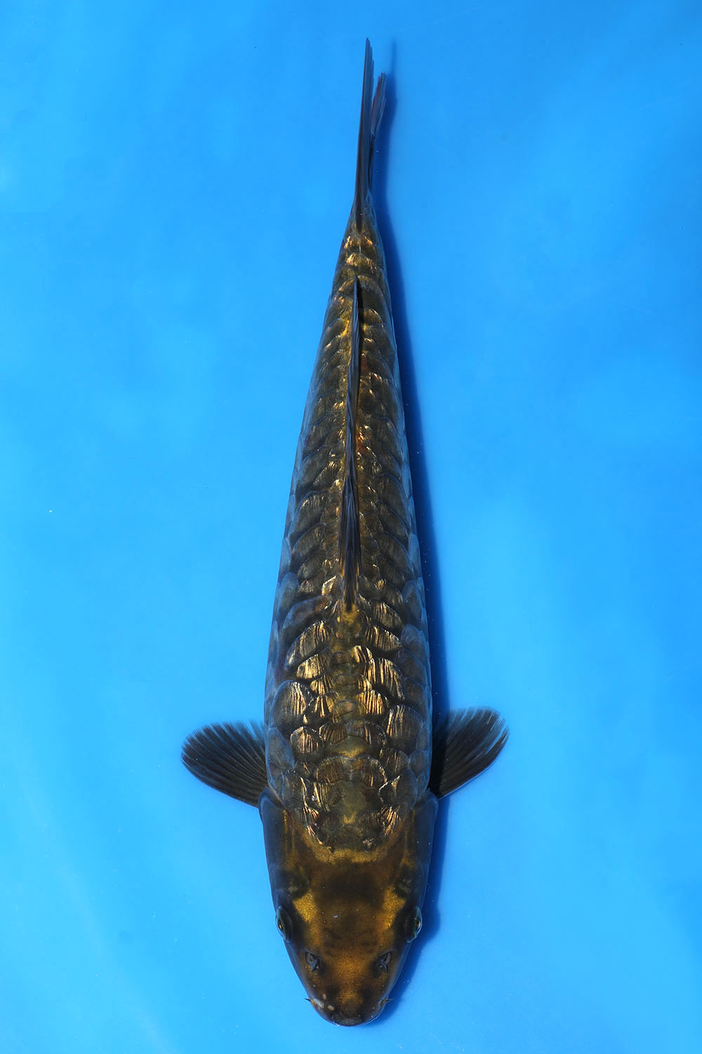 Diamond Dragon