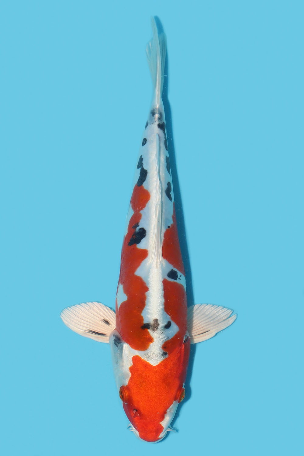 Yamatonishiki