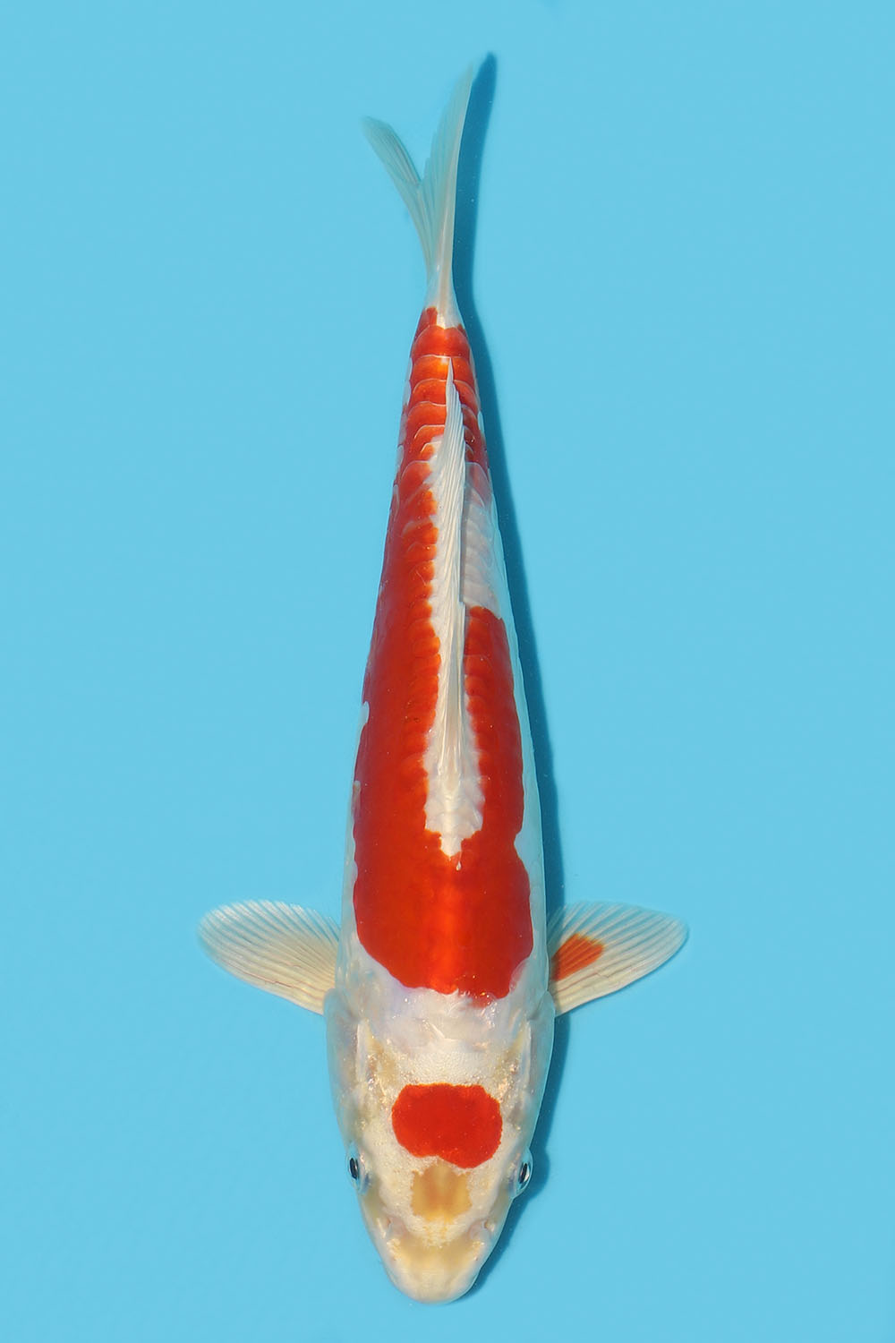 Kikusui