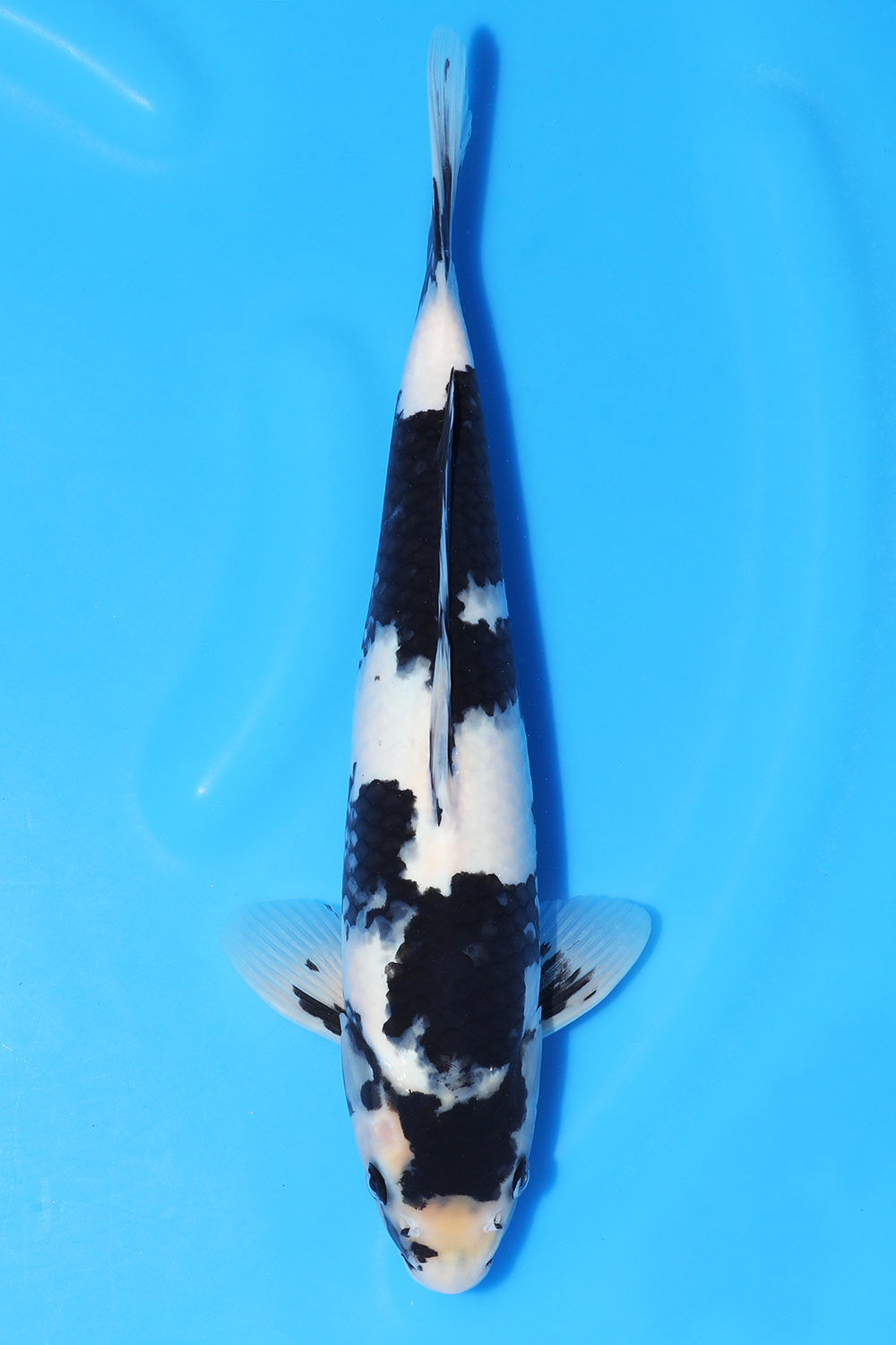 Shiro Utsuri