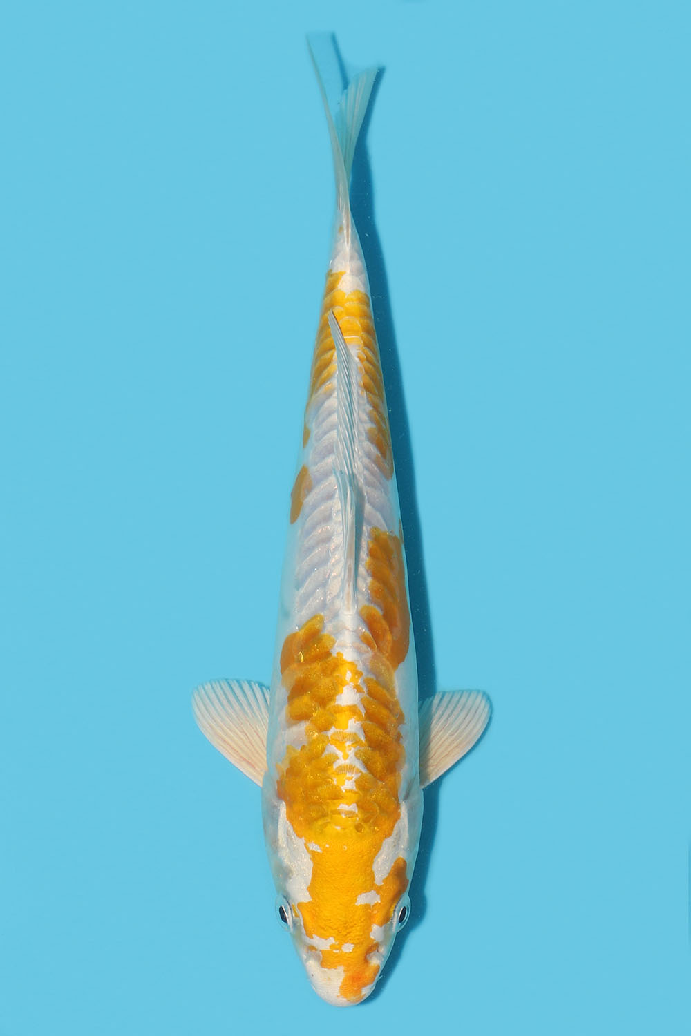 Hariwake