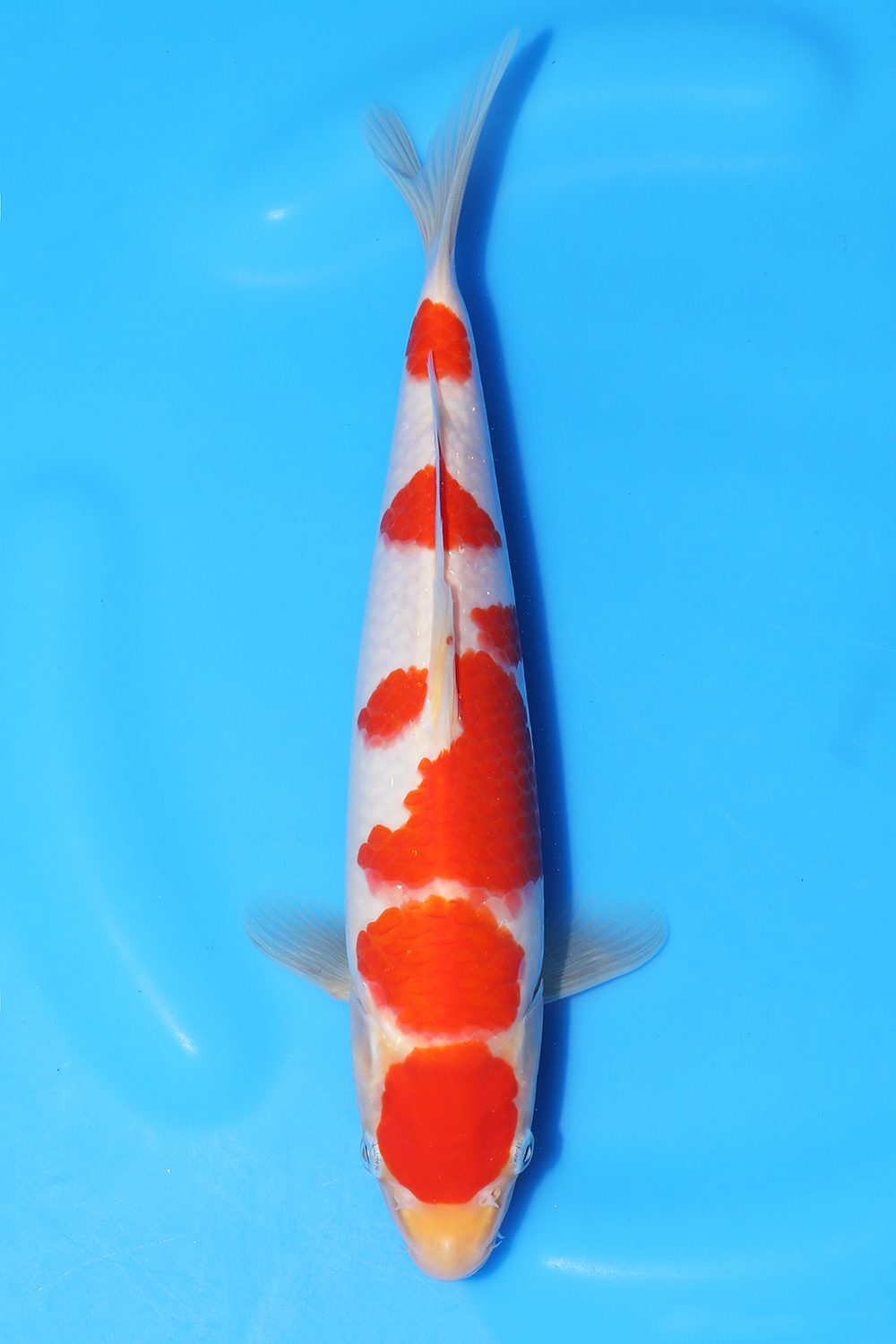 Maruten Kohaku