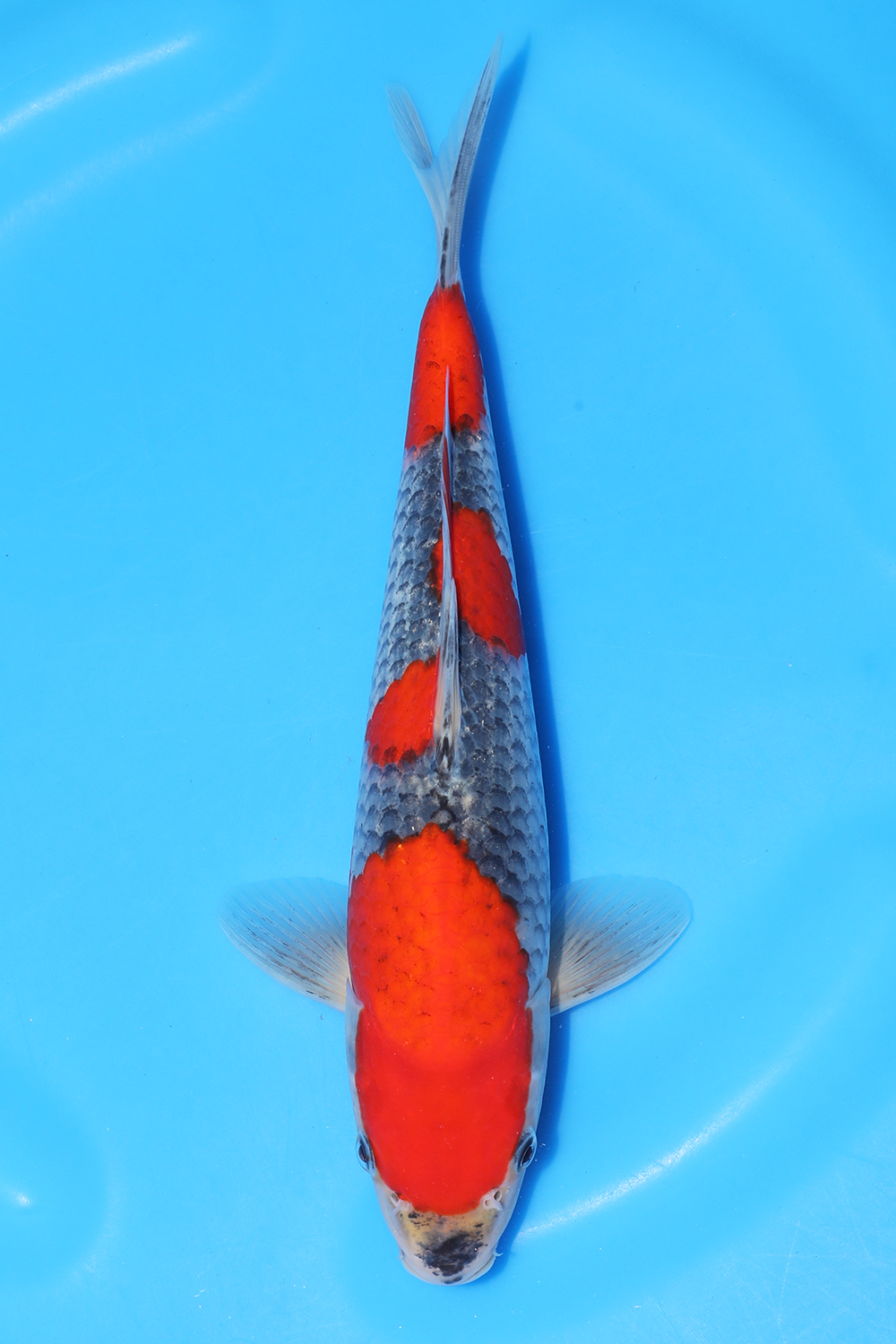 Goshiki