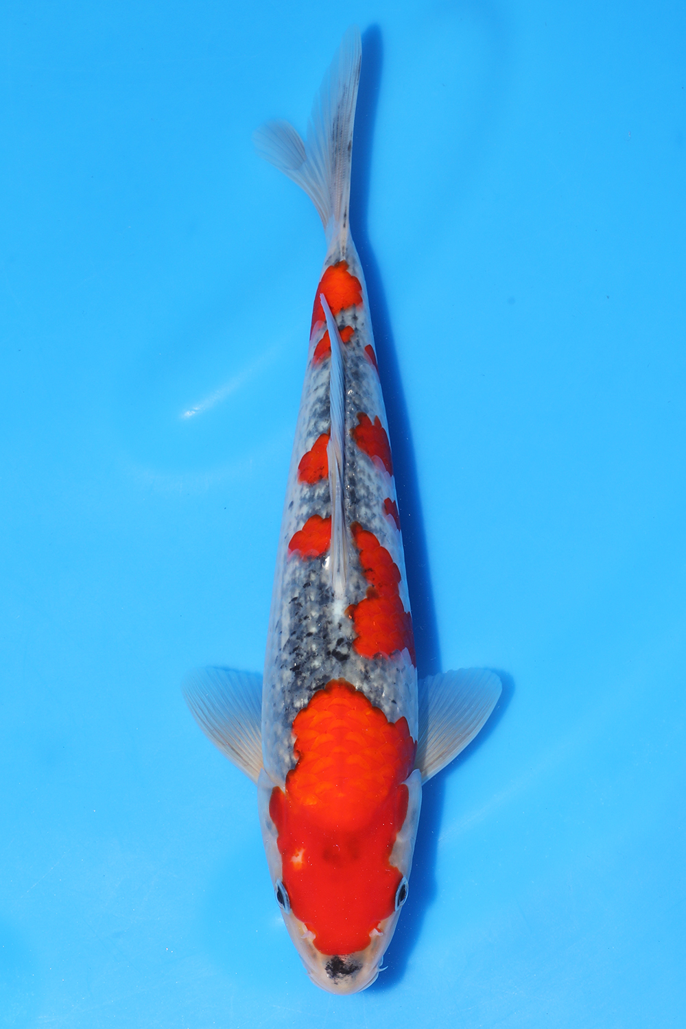 Goshiki