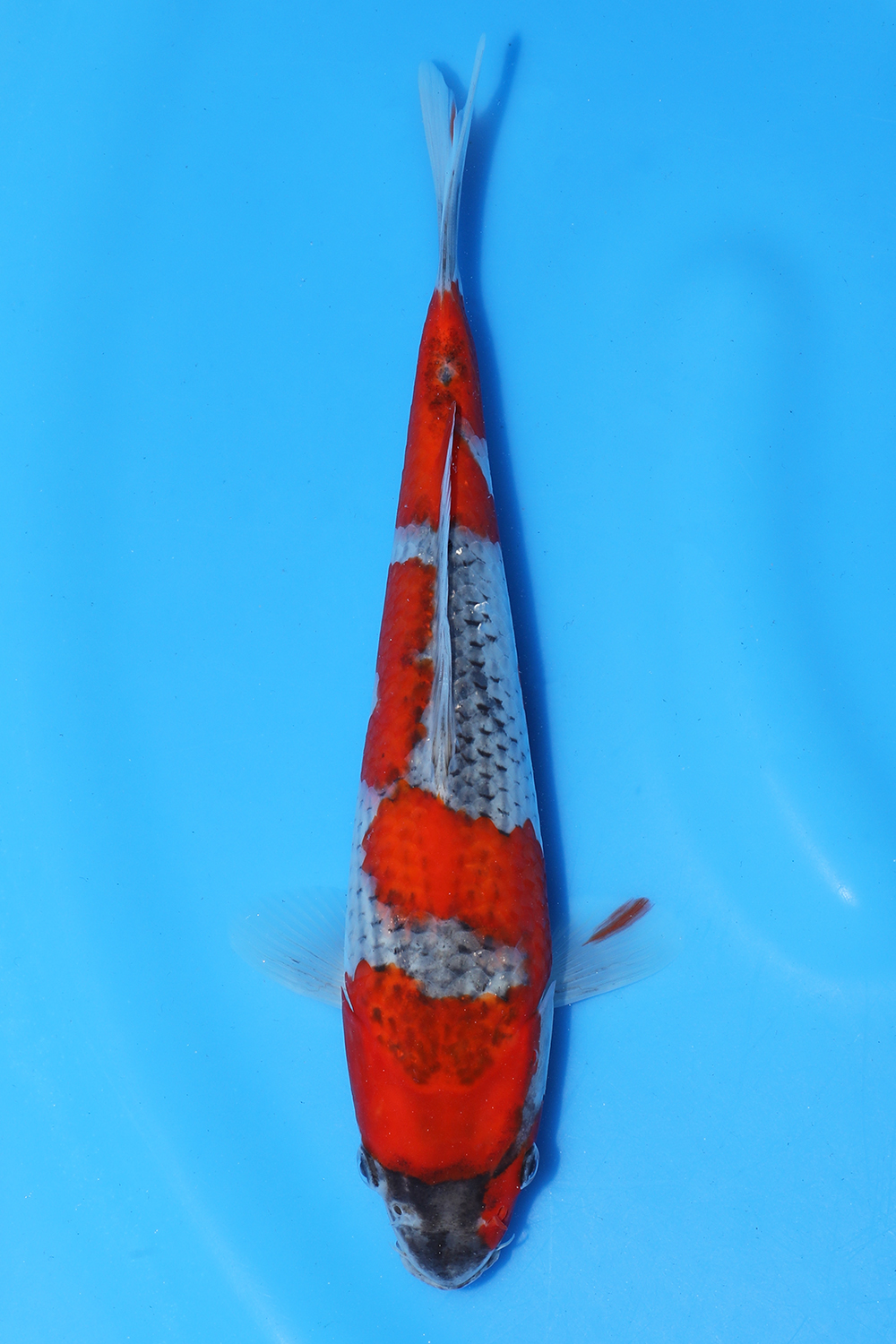 Goshiki