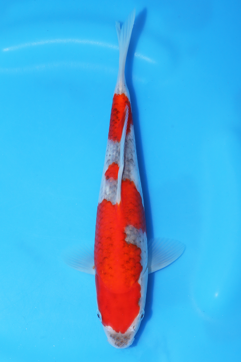 Goshiki