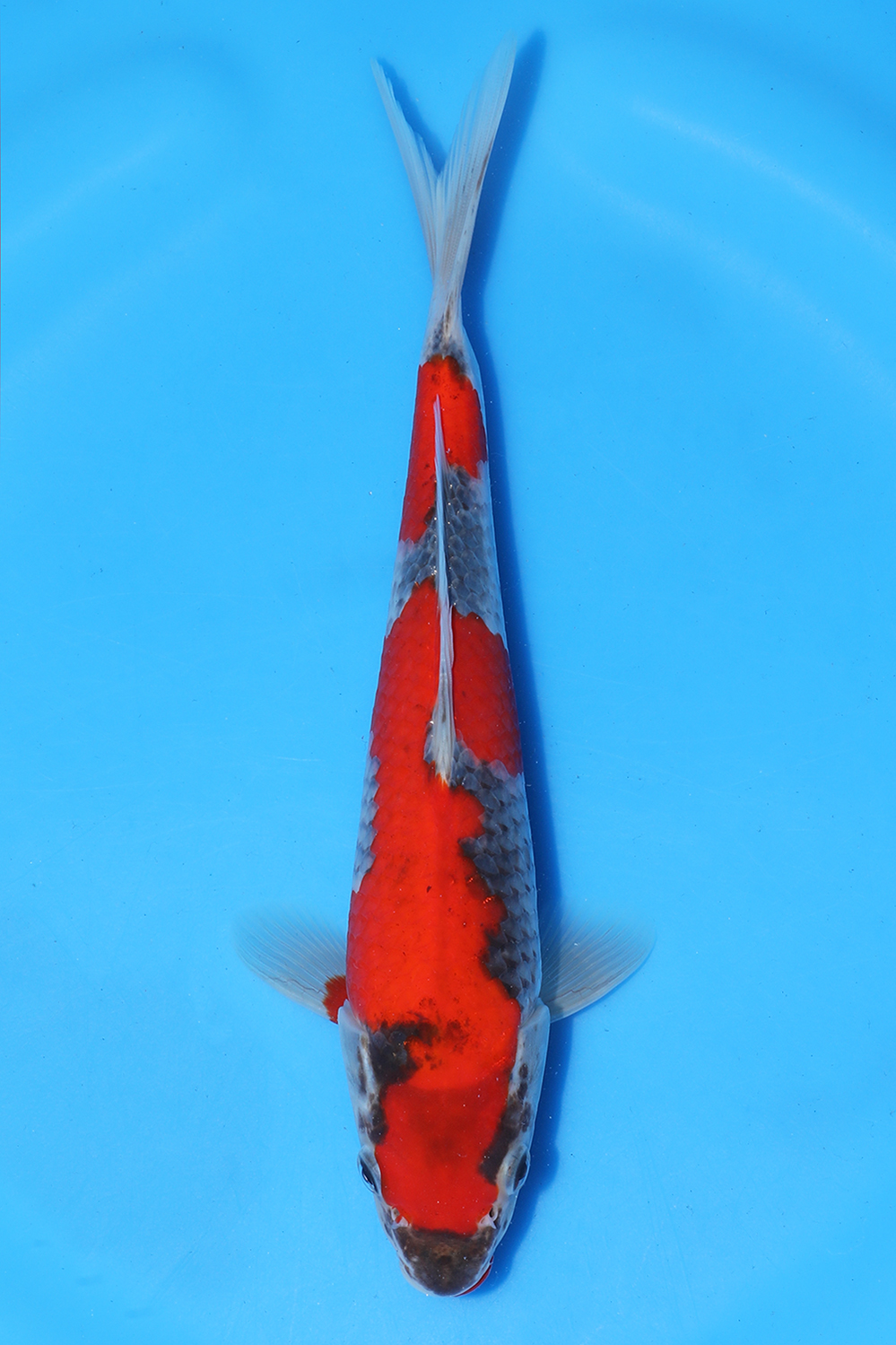Goshiki