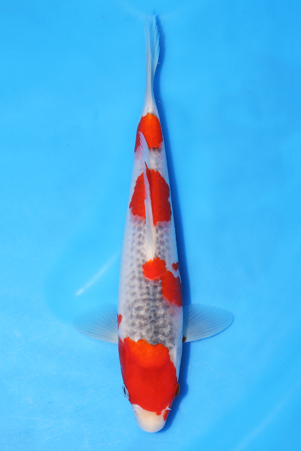 Goshiki