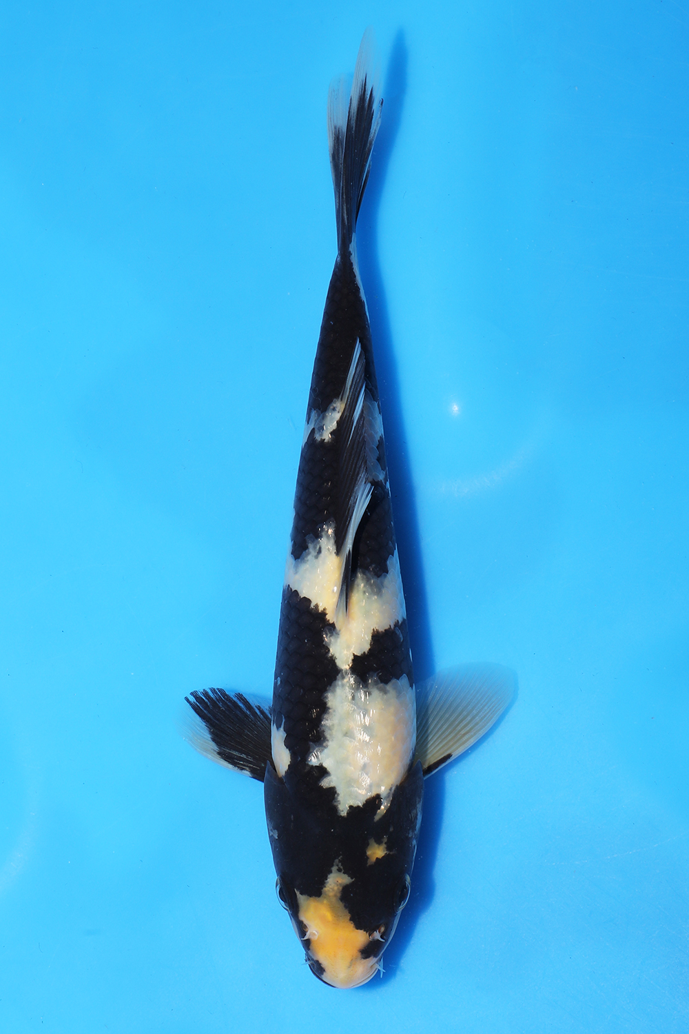 Shiro Utsuri