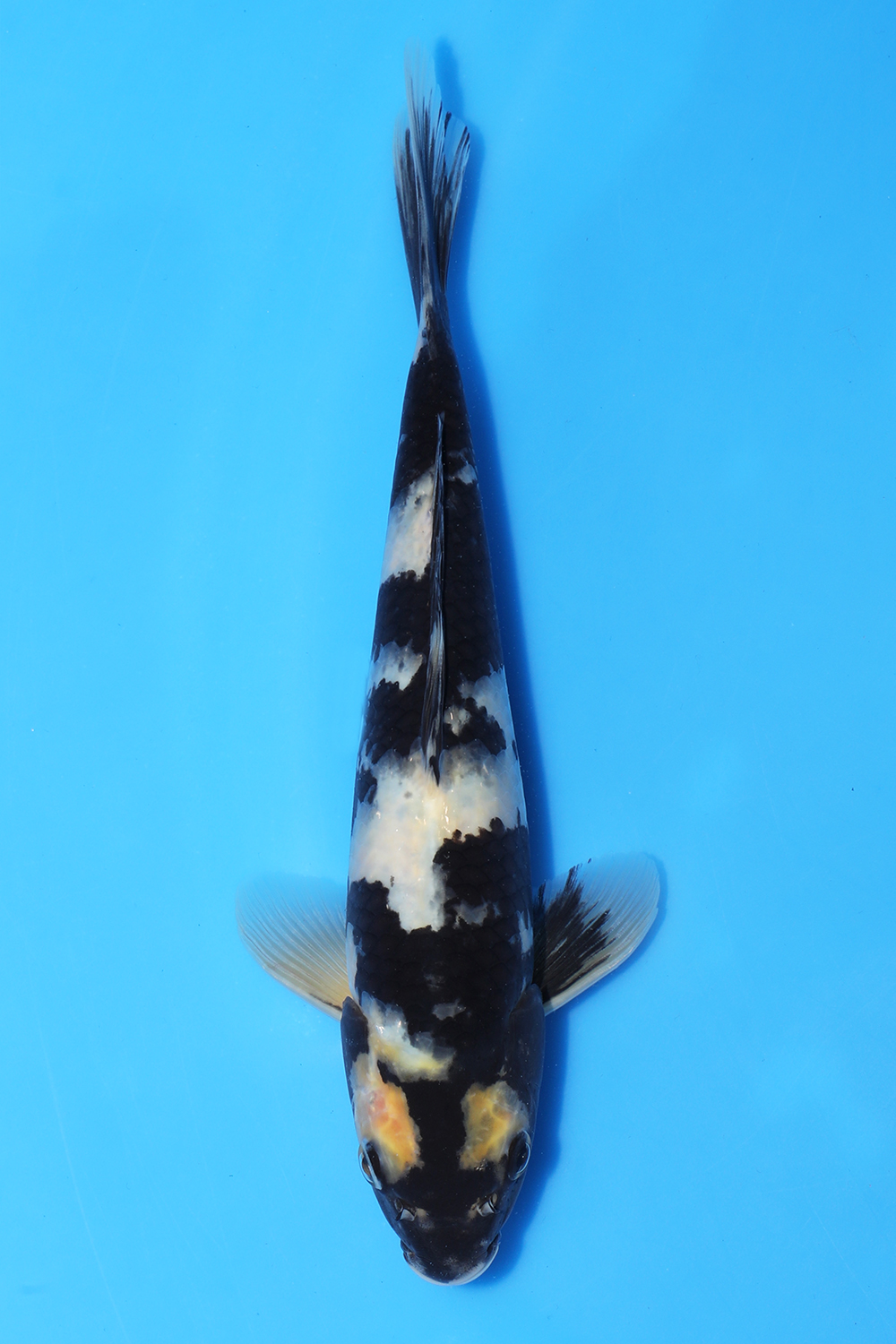 Shiro Utsuri