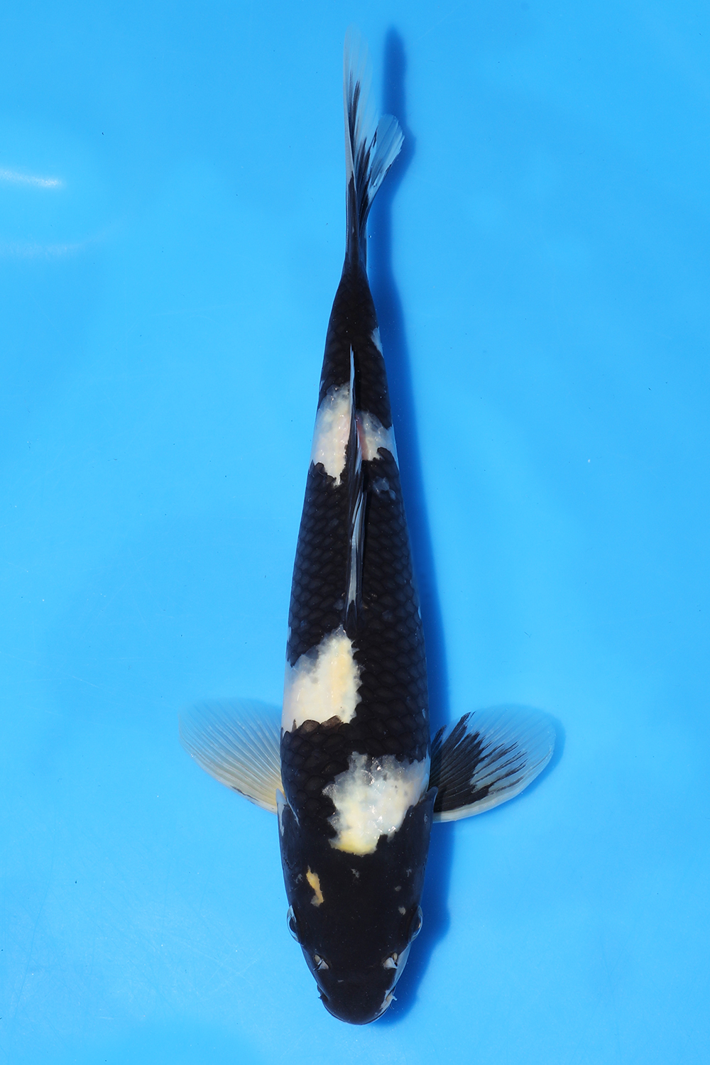 Shiro Utsuri