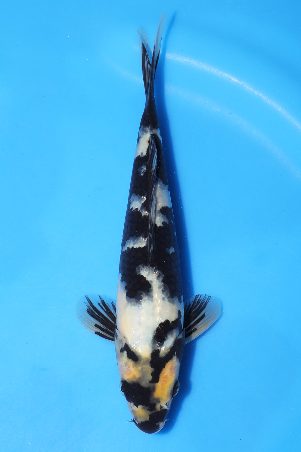 Shiro Utsuri