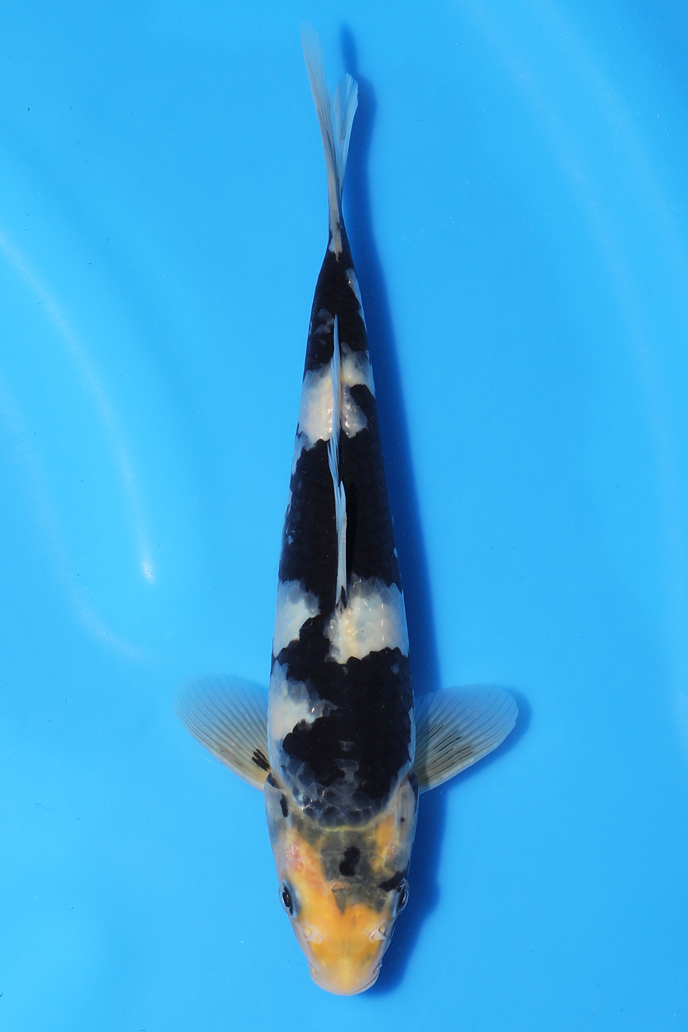 Shiro Utsuri