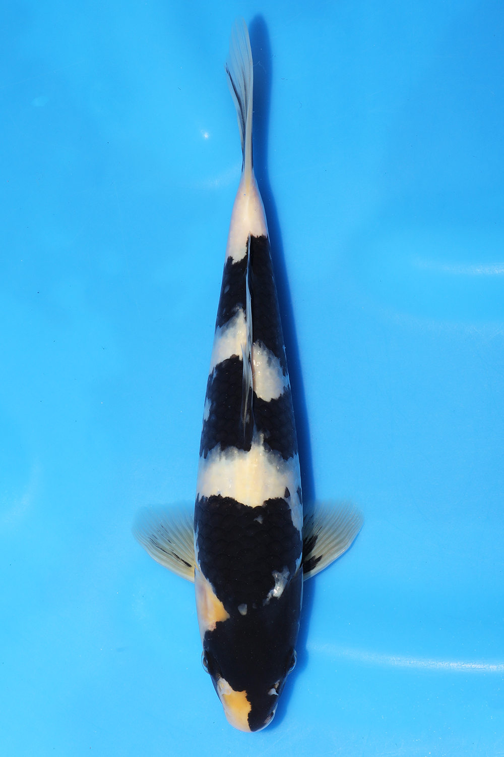 Shiro Utsuri