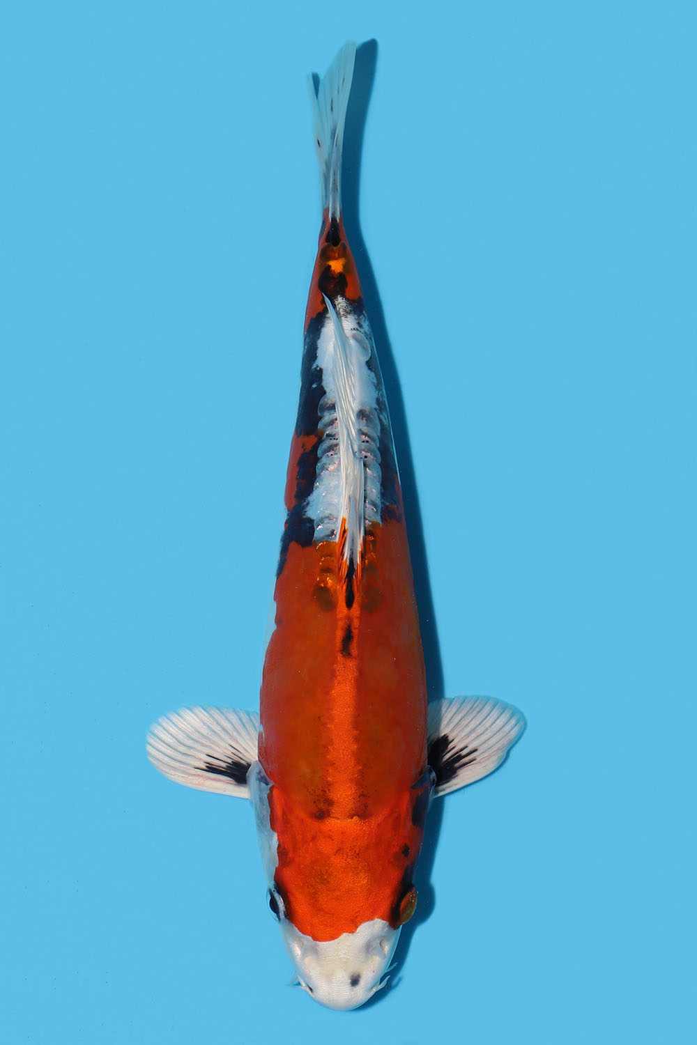 Beni Kikokuryu