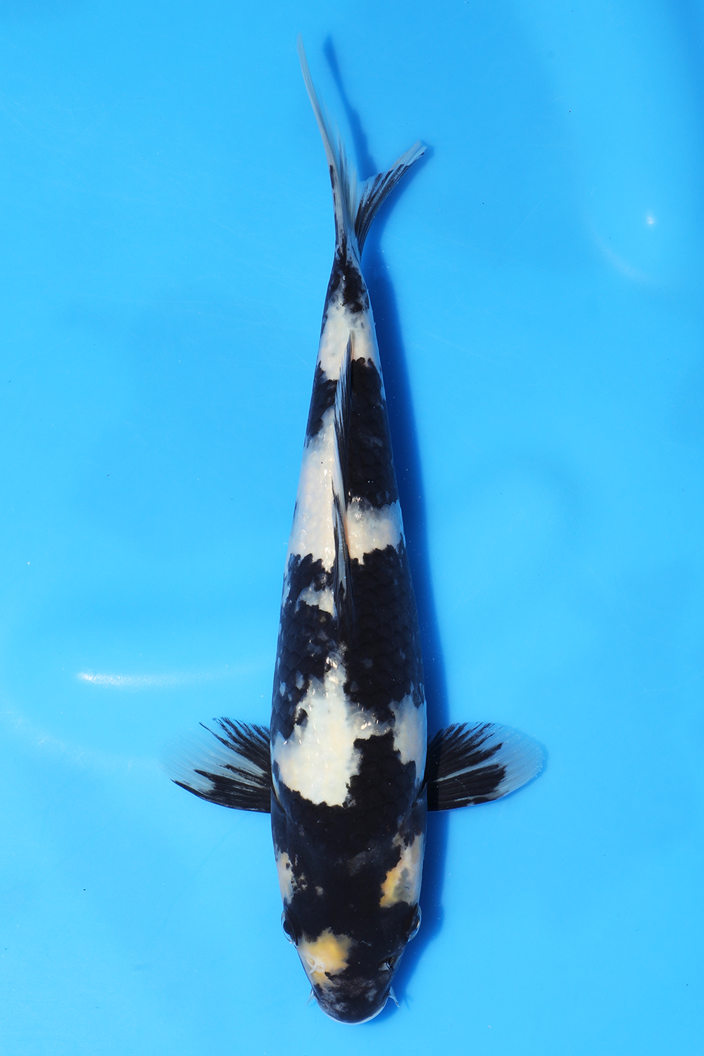 Shiro Utsuri