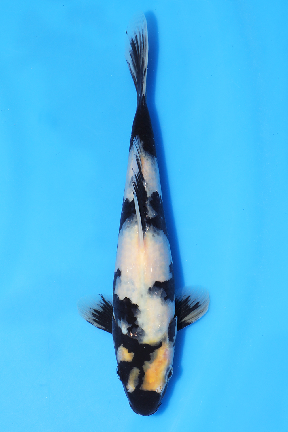 Shiro Utsuri