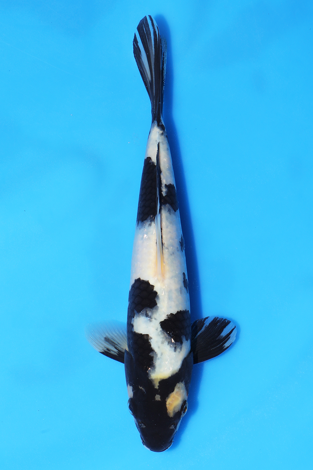 Shiro Utsuri