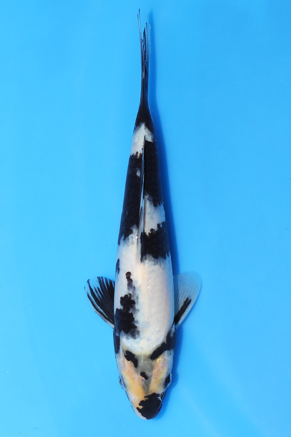 Shiro Utsuri