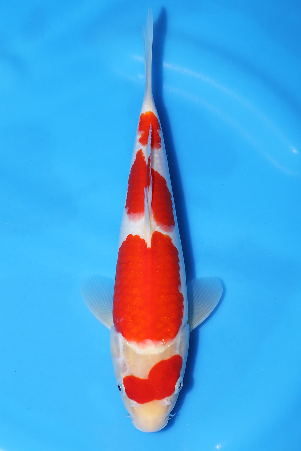 Kohaku