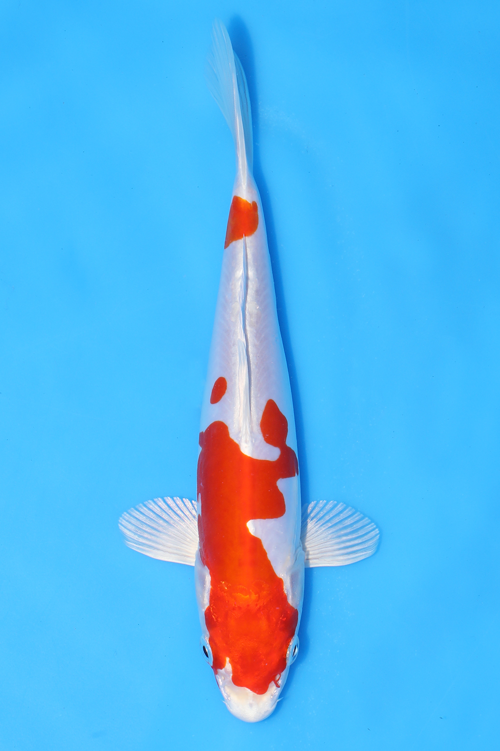 Kikusui