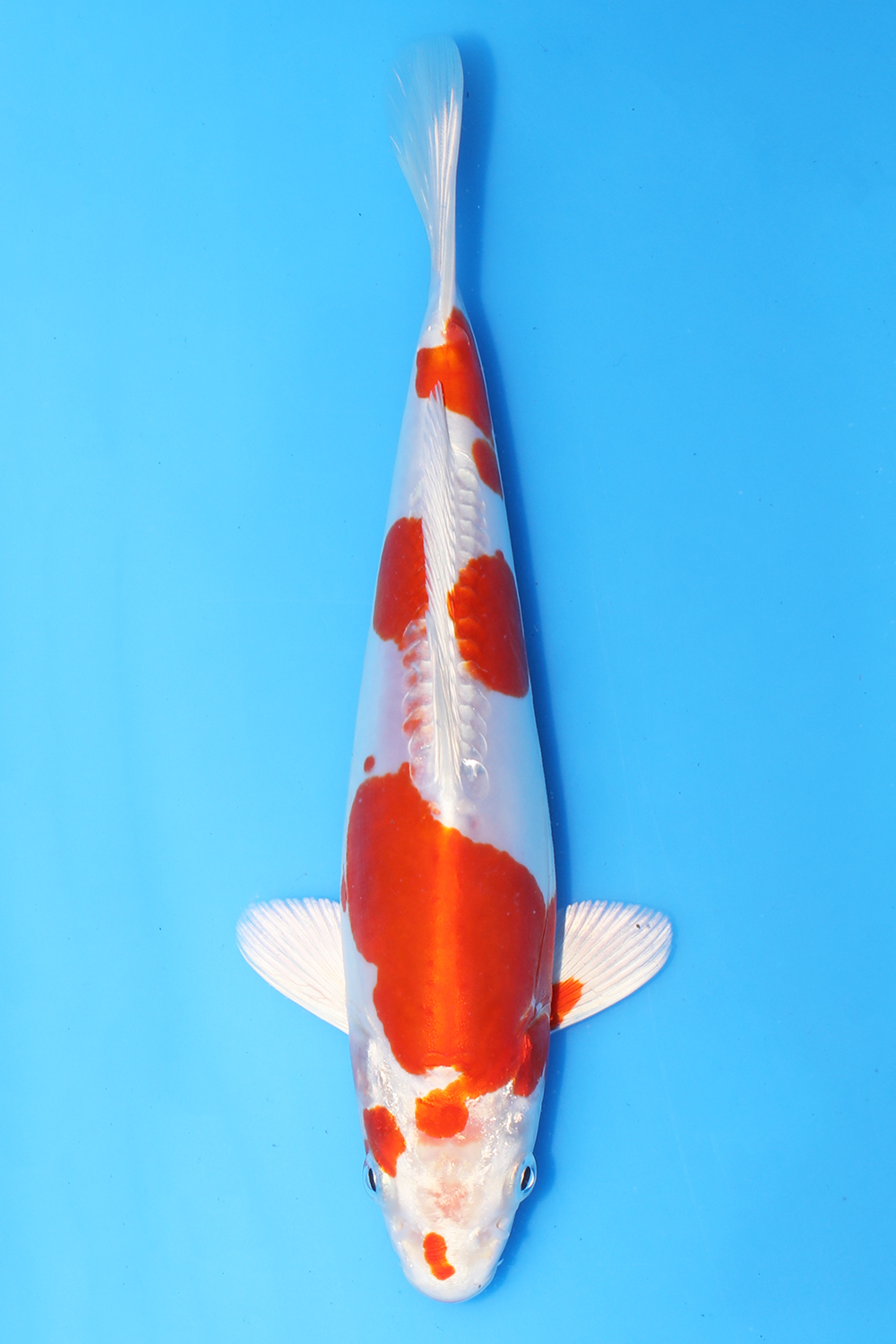 Kikusui